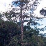 Dacrycarpus vieillardii Hábito