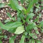 Symphyotrichum foliaceum Leaf