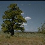 Juniperus occidentalis Habit