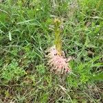 Oenothera suffrutescens Flor