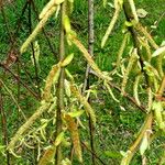 Salix babylonica Flower