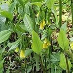 Disporum uniflorum Bloem