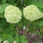 Viburnum macrocephalum Květ