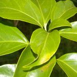 Dendropanax arboreus Blad