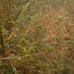 Indigofera oblongifolia Habitus