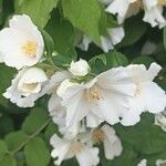 Philadelphus pubescensКветка