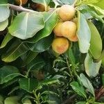 Calophyllum calaba Fruchs