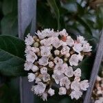 Viburnum rugosum Blomst