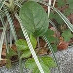 Phyllanthus tenellus Leaf