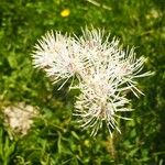 Thalictrum aquilegiifolium Flor
