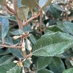 Elaeagnus macrophylla 花