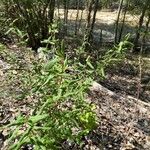 Shepherdia canadensis Staniste