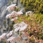 Sedum albumCvet