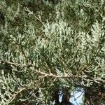 Juniperus virginiana Іншае