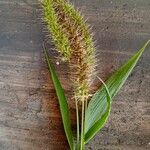 Setaria verticillata Ліст