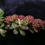 Spiraea arcuata Облик