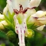 Stachys rectaFlower