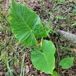 Alocasia odoraᱥᱟᱠᱟᱢ