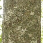 Licania densiflora Kůra