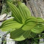 Veratrum album Hoja