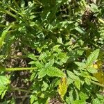 Cedronella canariensis Leaf