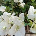 Bougainvillea × buttiana Kwiat