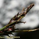 Carex mucronata Outro