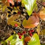 Viburnum carlesii Fruit