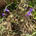 Phacelia campanularia 花