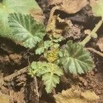 Erodium laciniatum Blad