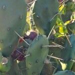 Opuntia elata Blatt