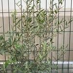 Phillyrea angustifolia 葉