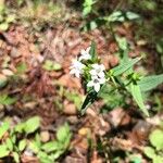 Houstonia longifolia 花