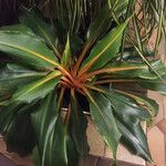 Chlorophytum orchidastrum Habit