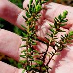 Empetrum nigrum Blad