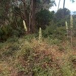 Phalaris aquatica Fiore