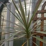 Dracaena reflexa Ліст