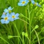 Myosotis laxa Virág