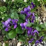 Viola odorata Flower