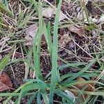 Ipheion uniflorum Leaf