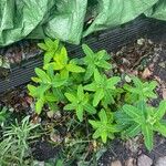 Euphorbia hyberna পাতা