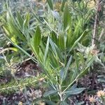 Grevillea olivacea Hoja