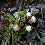 Baccharis alpina Цветок