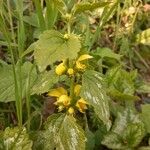 Lamium galeobdolonFlor