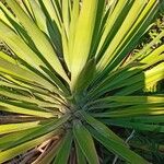 Yucca aloifolia Blatt