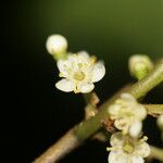 Symplocos cerasifolia Λουλούδι