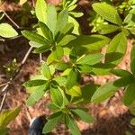 Rhododendron roseumLeaf