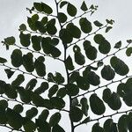 Celtis iguanaea Celota