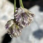 Sesleriella sphaerocephala Flower