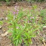 Polygala polygama പുഷ്പം